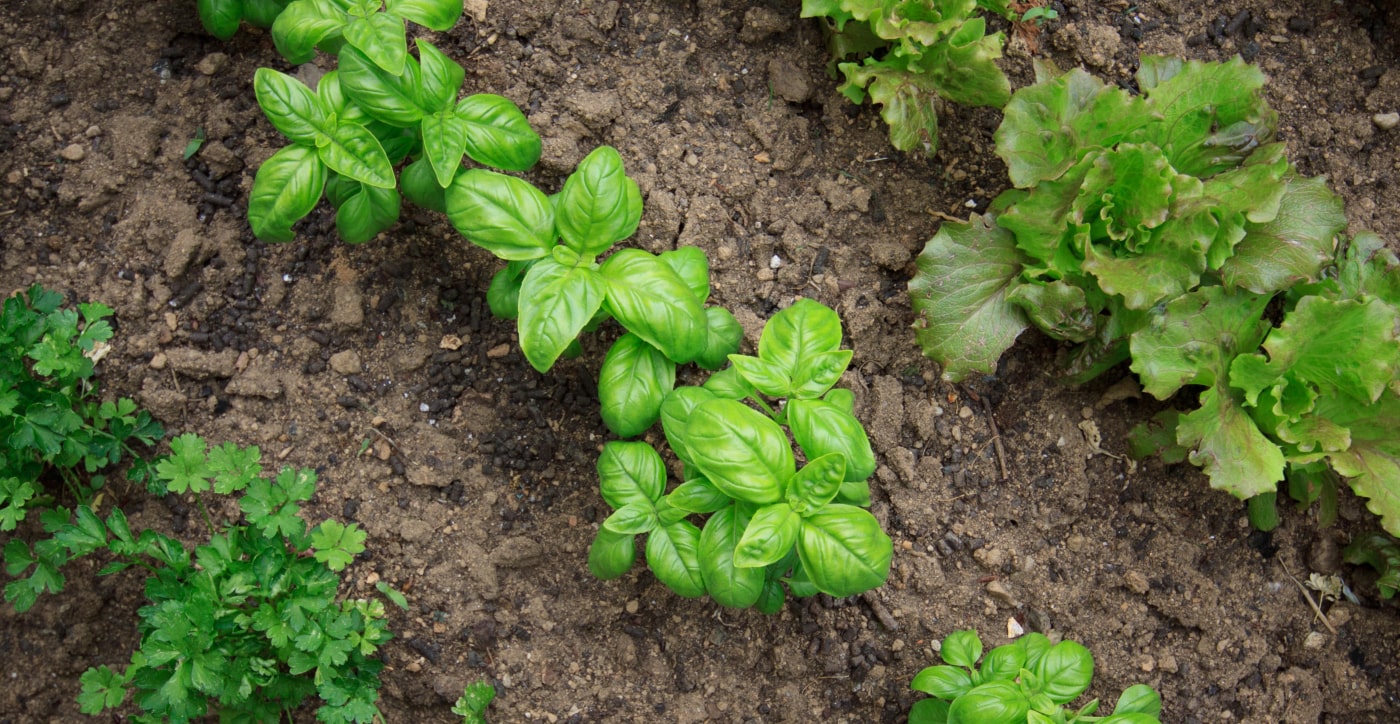 Hermie 6 steps to keep your basil green and healthy